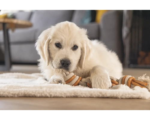 Golden Retriever valp ligger på en matta och tuggar på en leksak