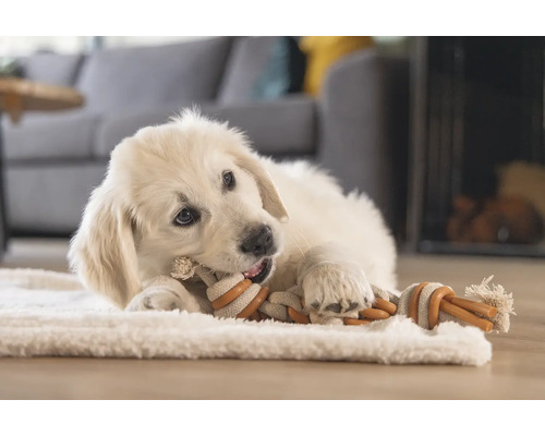 En golden retriever-valp ligger på en matta och tuggar på en leksak av rep.