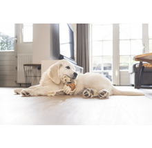 En golden retriever-valp ligger på golvet och tuggar på en leksak