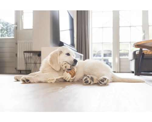 En golden retriever-valp ligger på golvet och tuggar på en leksak