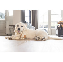 En vit Golden Retriever-valp ligger på golvet och tuggar på en leksak av rep.