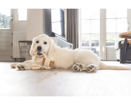 En vit Golden Retriever-valp ligger på golvet och tuggar på en leksak av rep.