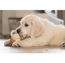 En lekfull Golden Retriever valp tuggar på en leksak av rep.