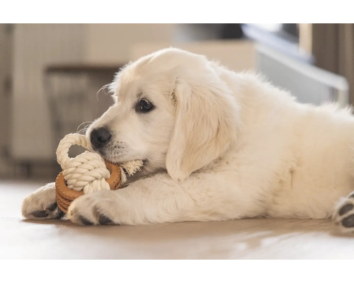 En lekfull Golden Retriever valp tuggar på en leksak av rep.