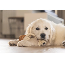 En ung Golden Retriever leker med en leksak av rep