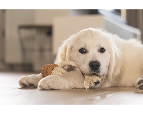 En ung Golden Retriever leker med en leksak av rep