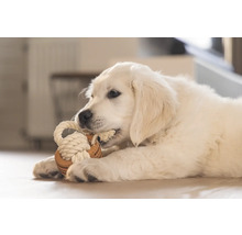 Golden Retriever valp leker med en leksak av rep