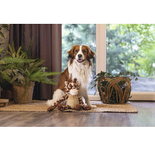 Hund sitter med ett gosedjur på en matta i ett rum med krukväxter.