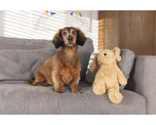 Tax sitter bredvid ett gosedjur i en soffa.