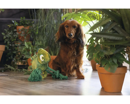 Tax med en plysch- och repliknande hundggleksak, omgiven av krukväxter