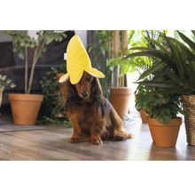 En tax bär en bananhatt i ett ljust rum.