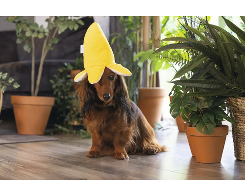 En tax bär en bananhatt i ett ljust rum.