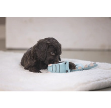 Brun valp leker med en krokodilleleksak på ett mjukt underlag.