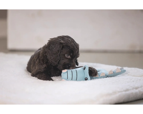 Brun valp leker med en krokodilleleksak på ett mjukt underlag.