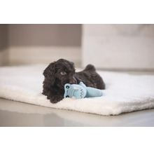 Brun valp ligger på en ljus filt och leker med en leksak