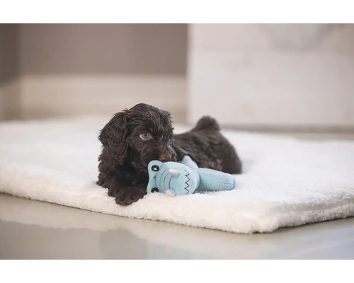 Brun valp ligger på en ljus filt och leker med en leksak