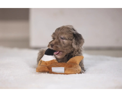 En valp tuggar på en hundleksak i form av en anka.