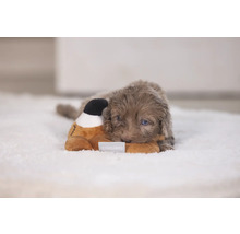 En valp ligger på en matta och gosar med ett gosedjur.