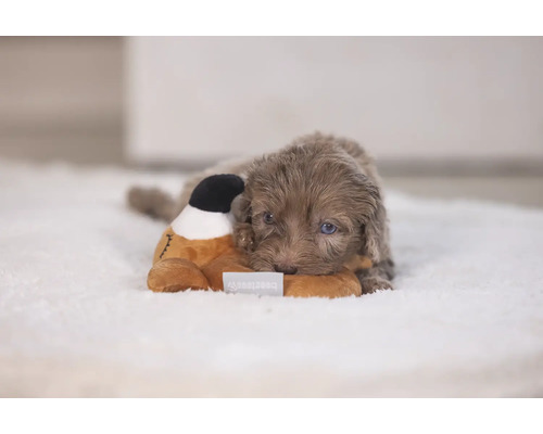 En valp ligger på en matta och gosar med ett gosedjur.