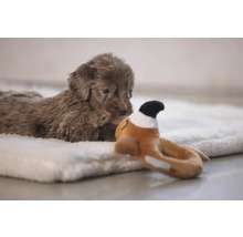 En brun pudelvalp ligger på en mjuk filt och tittar uppmärksamt på en leksak.