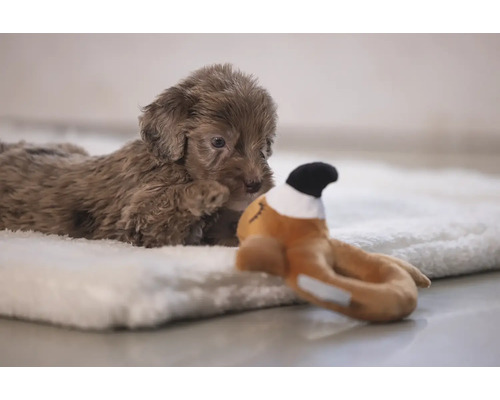 En brun pudelvalp ligger på en mjuk filt och tittar uppmärksamt på en leksak.