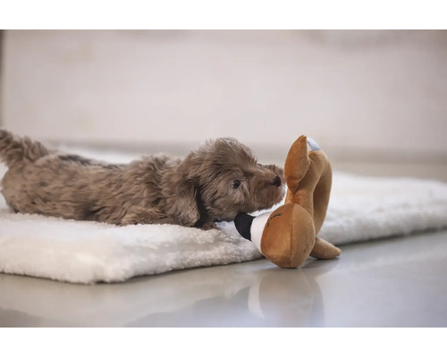 Brun valp med leksak på ett mjukt underlag