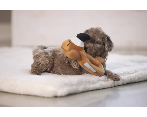 En brun valp ligger på en vit filt och leker med ett gosedjur.