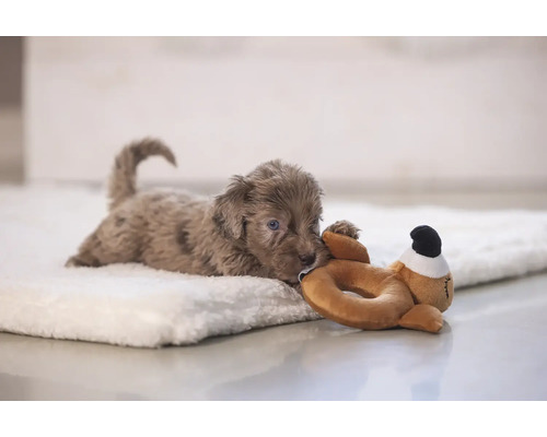 En valp ligger på en mjuk filt och leker med ett gosedjur.