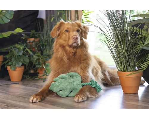 Hund ligger med en leksaksblad omgiven av krukväxter på golvet.