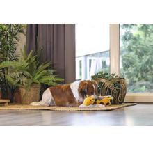 Hund ligger med en leksak på en matta framför fönstret