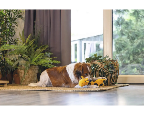 Hund ligger med en leksak på en matta framför fönstret