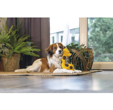 En hund vilar med ett gosedjur på en matta i ett rum.