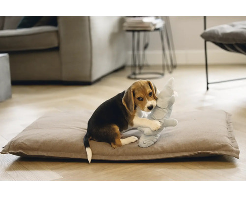 Beaglevalp leker med ett gosedjur på en hundkudde i ett vardagsrum.