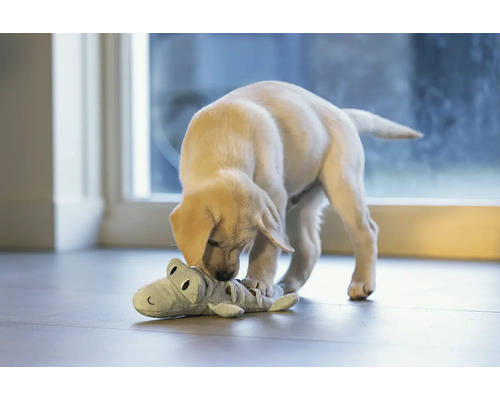 En labradorvalp leker med en krokodilteddy.