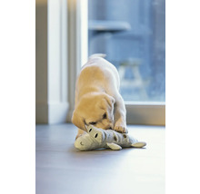 En ung labrador leker med en plyschkrokodil inomhus.