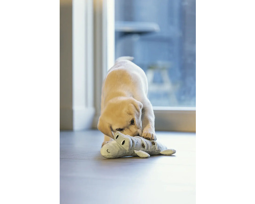 En ung labrador leker med en plyschkrokodil inomhus.