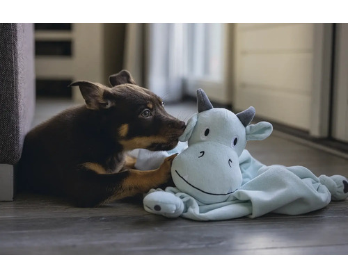 En valp interagerar med ett gosedjur.