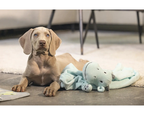 Weimaraner valp ligger med flodhäst gosedjur på golvet