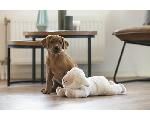 Ljust rum med ung hund och plyschfår