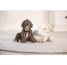 Brun valp sitter bredvid ett gosedjur på en matta.