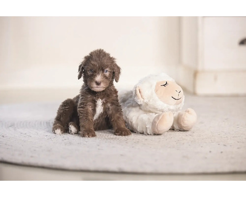 Brun valp sitter bredvid ett gosedjur på en matta.