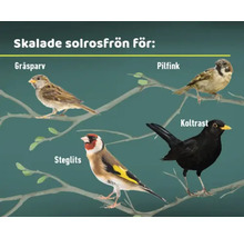 Illustration av olika fågelarter som äter solrosfrön