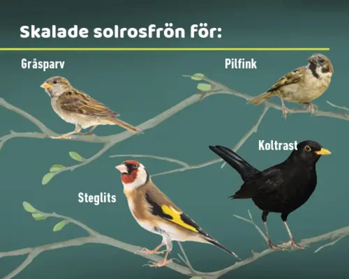 Illustration av olika fågelarter som äter solrosfrön