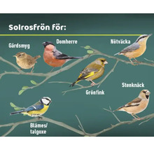 Illustration av olika fågelarter som äter solrosfrön
