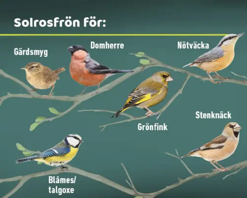 Illustration av olika fågelarter som äter solrosfrön