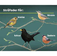 Illustration av olika fågelarter för ströfoder: Grönfink, nötväcka, koltrast, domherre.