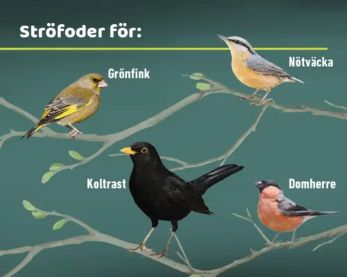 Illustration av olika fågelarter för ströfoder: Grönfink, nötväcka, koltrast, domherre.
