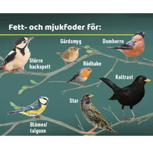 Illustration av olika fågelarter som föredrar fett- och mjukfoder