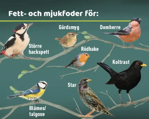 Illustration av olika fågelarter som föredrar fett- och mjukfoder