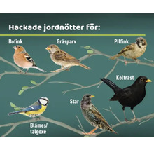 Illustration av olika fågelarter som äter hackade jordnötter